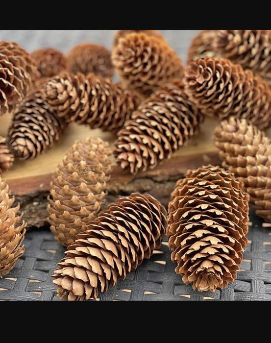 Na sprzedaz rozne szyszki 10 zł 100 sztuk