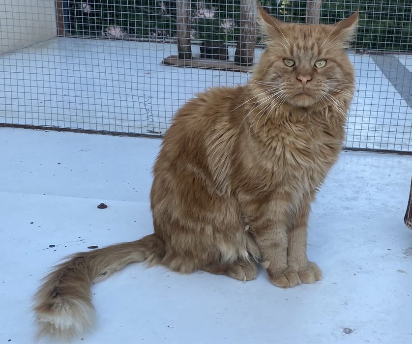 Maine Coon kocur dorosły