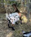Cabras anãs 2 femeas e 1 macho