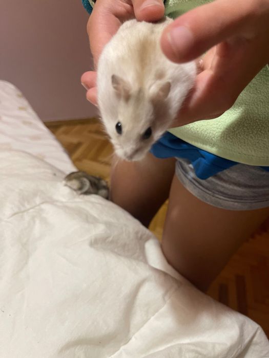 Хомячки шунгарики  безкоштовно