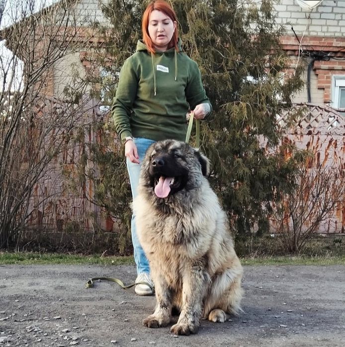 Кавказская овчарка кобель КСУ