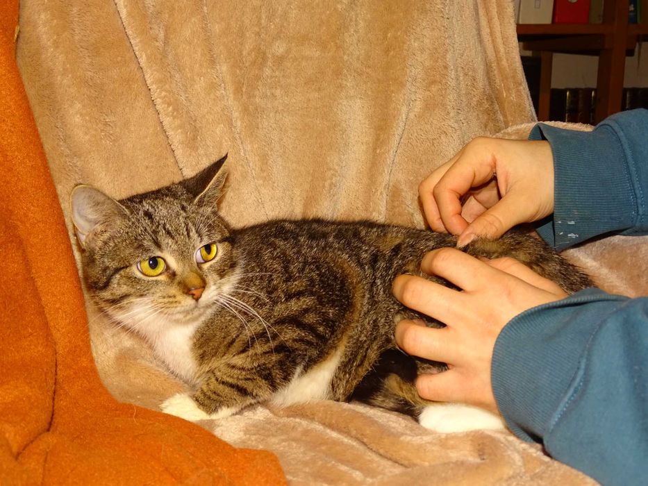 FIONA- bura, młoda kotka