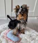 Yorkshire Terrier York FCI ZKwP