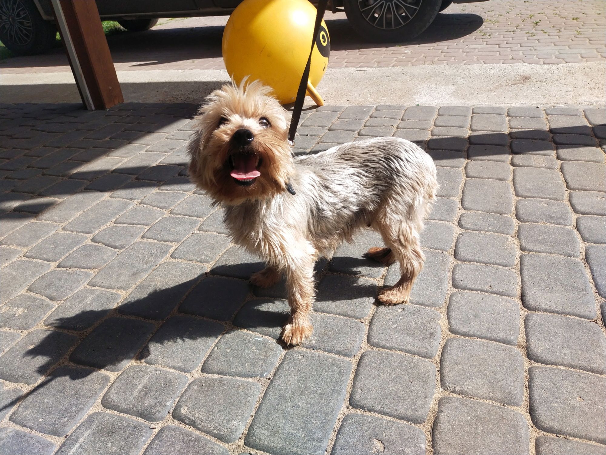 York Yorkshire terrier suczka