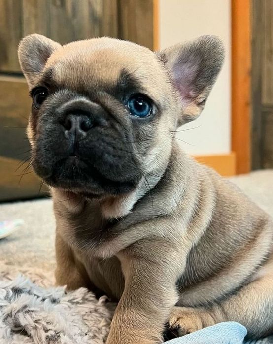 Дівчинка   красуня , компактна,