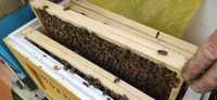 Odkłady pszczele 2024 - Langstroth MAJ - rezerwacja tel