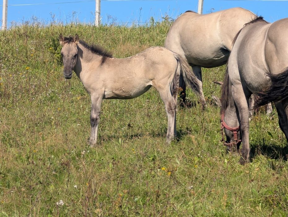 Sprzedam klacz Konika polskiego zaźrebiona z klaczką