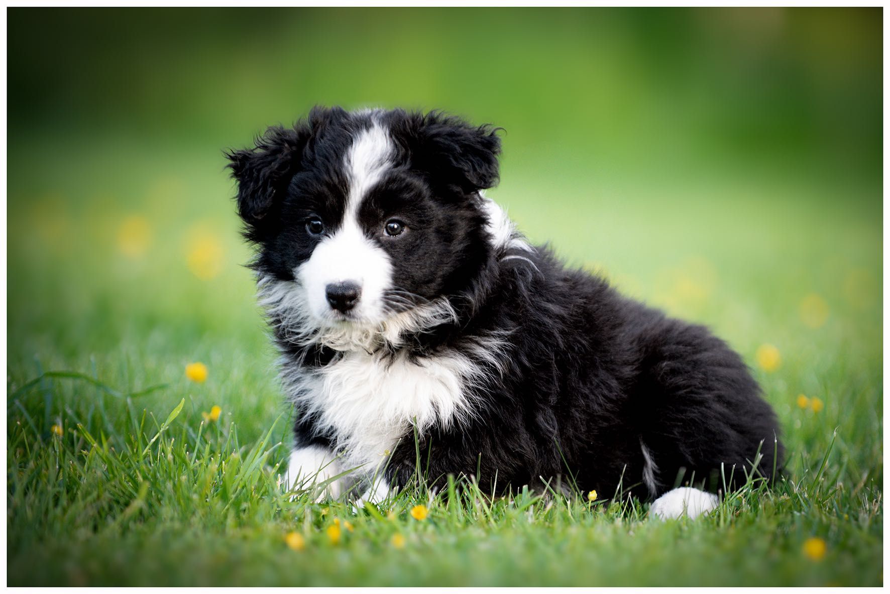 Border collie ZKwP FCI