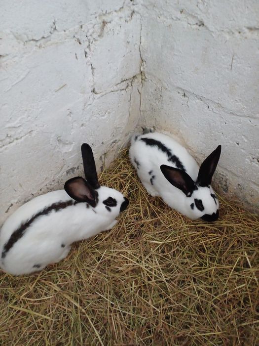Samice Sroczak  sprzedam takie jak na zdjęciu