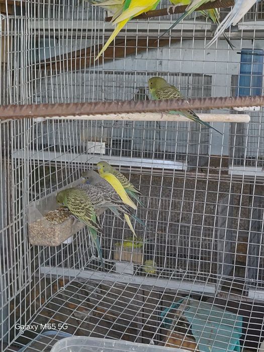 Periquitos para venda