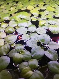 Limnobium gąbczaste