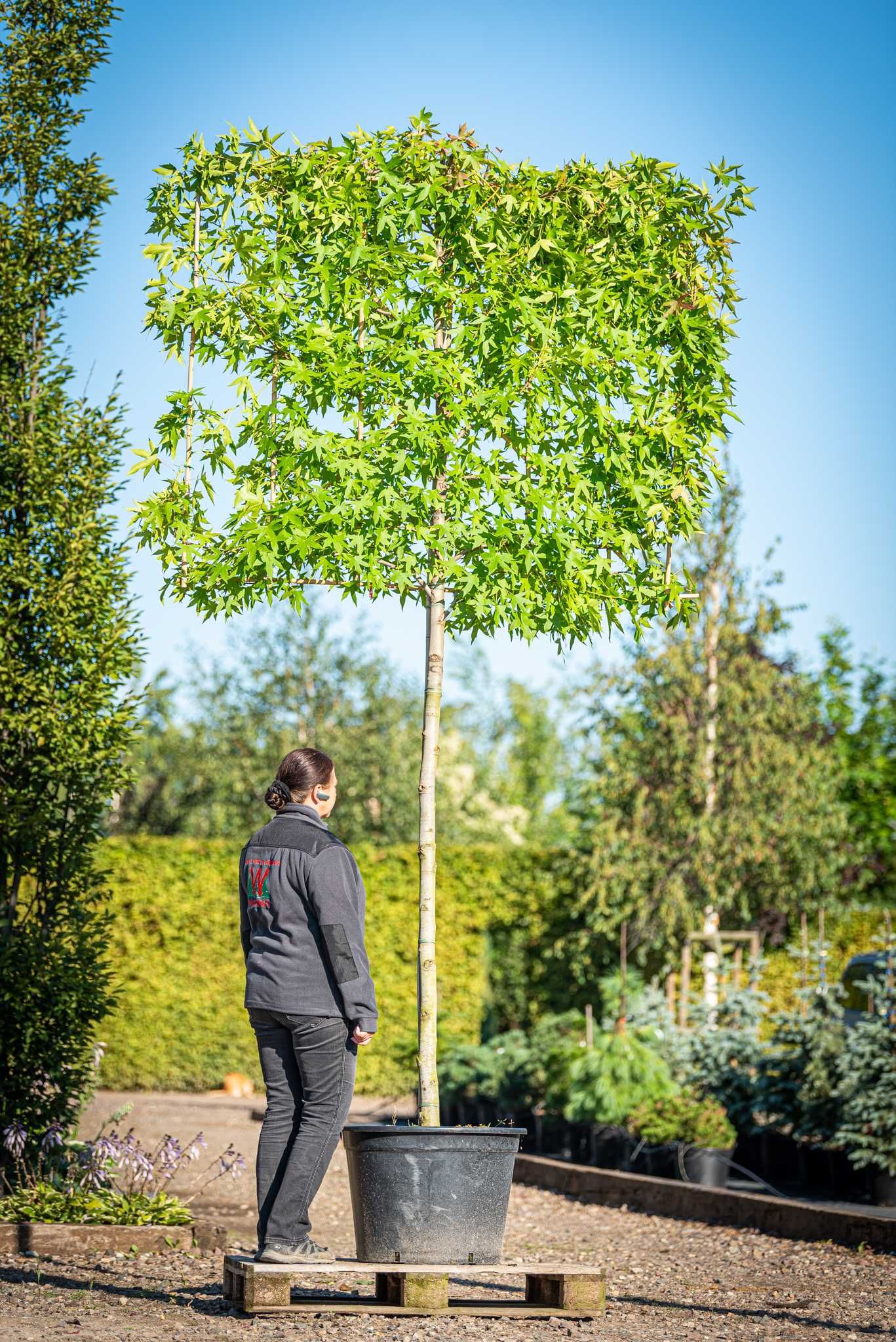 Ambrowiec 'Worplesdon' / Liquidambar - palmeta / ekran z drzew/ topiar