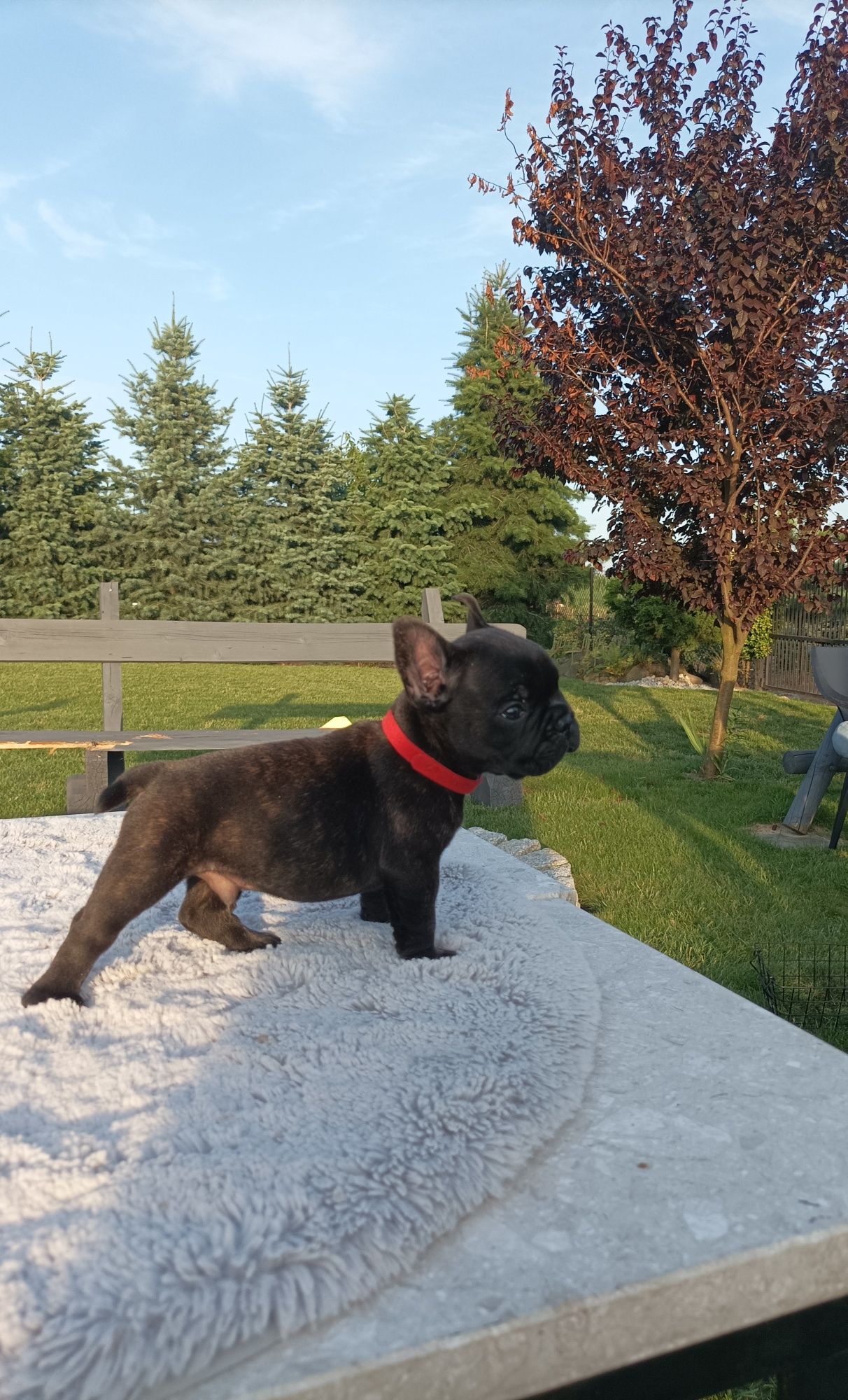 Buldog francuski