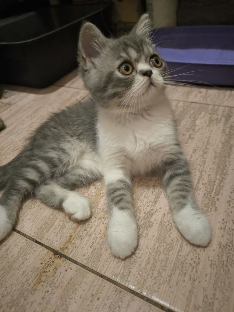 Хлопчик скотіш страйт