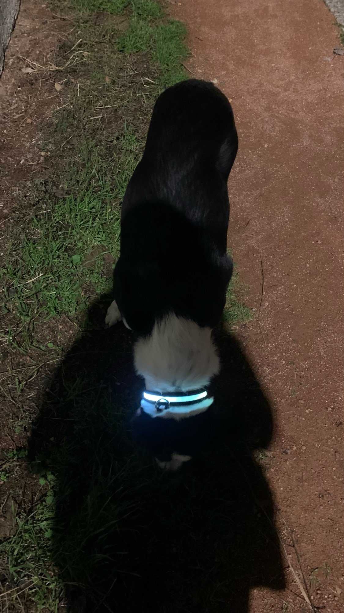 Светящийся ошейник собак, светодиодный Led нашийник