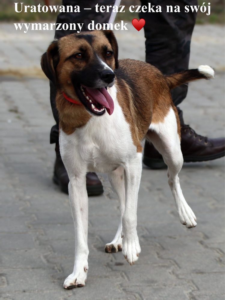 Lira szuka domku
