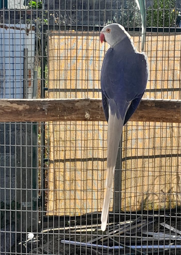 RING NECK femeas