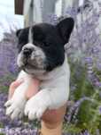 Buldog francuski