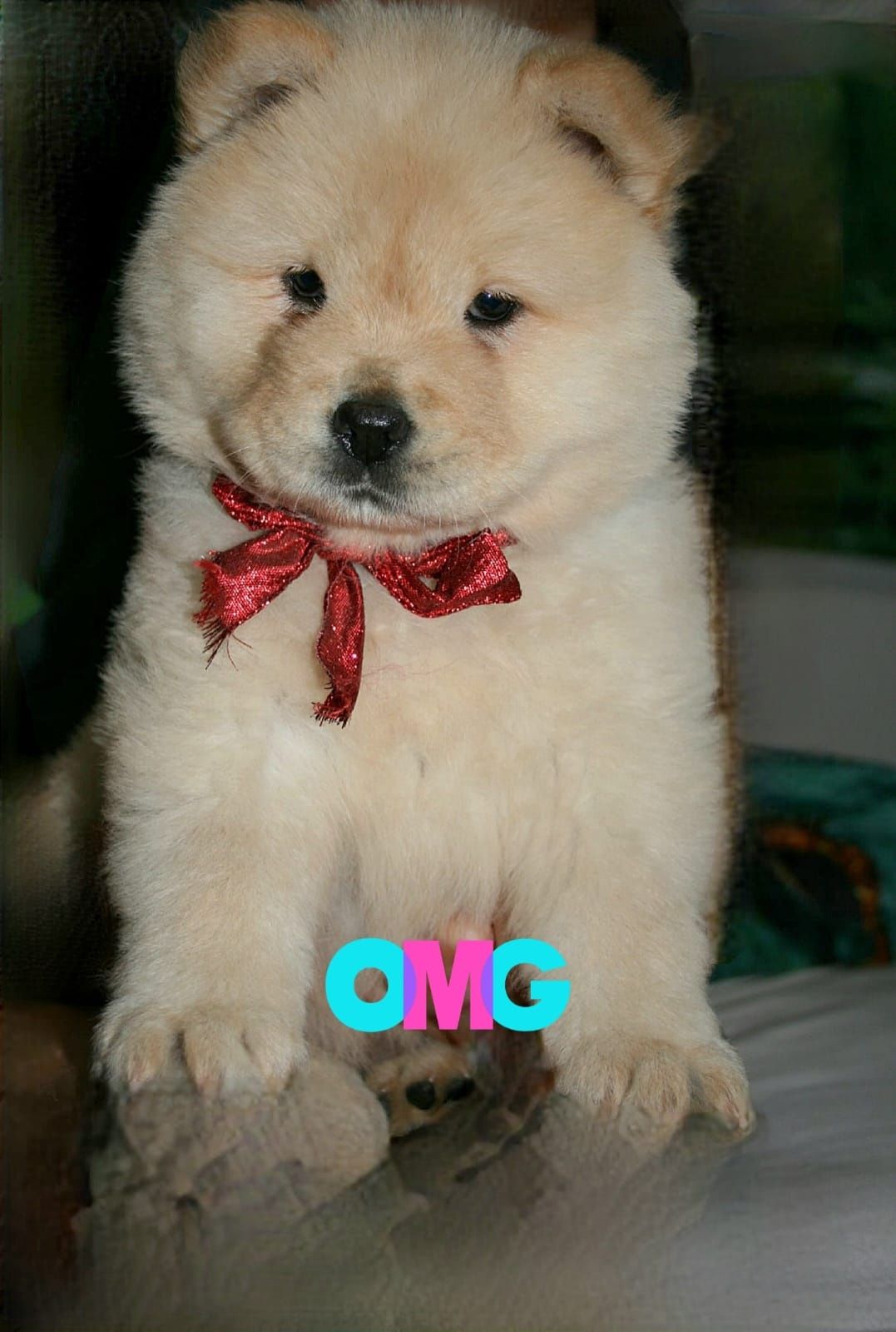 Sunia cream chow chow