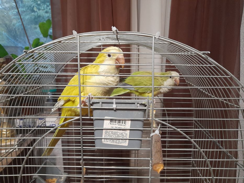 Клітка для птахів.Папуг. Каліта. Монахи.