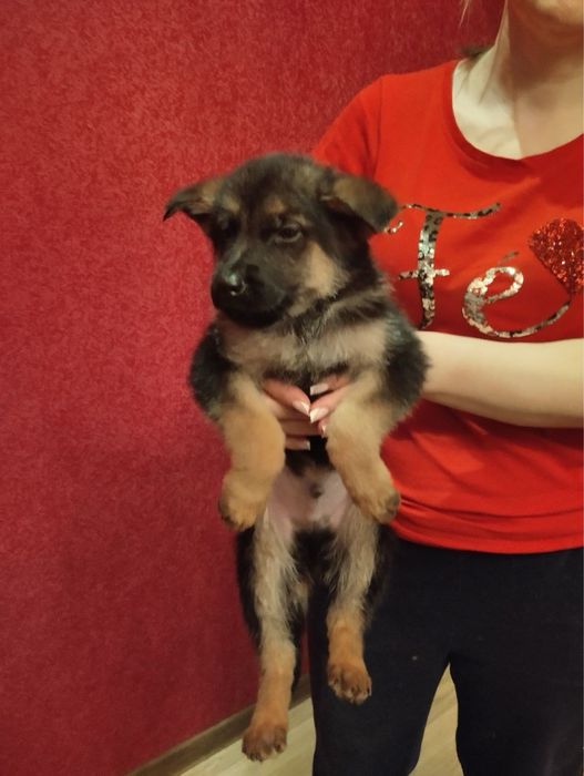 Продам цуценят Німецької вівчарки