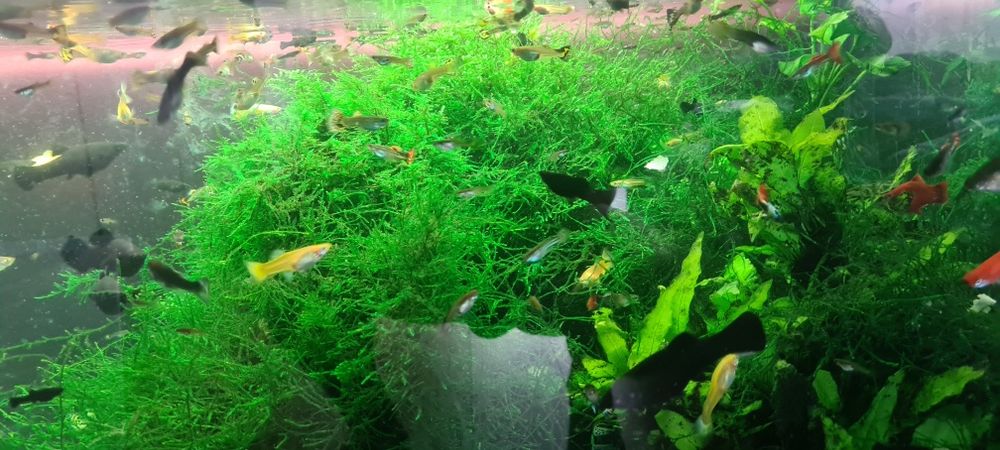 Akwarium 180l z życiem ( glupiki / pawie oczka molinezje mieczyki