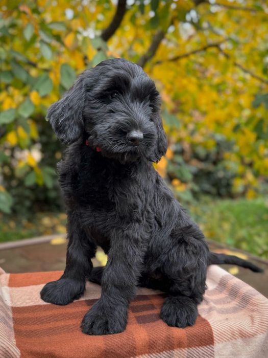 Щенки ризеншнауцера