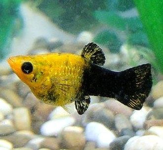 Guppys amarelos e molinesias