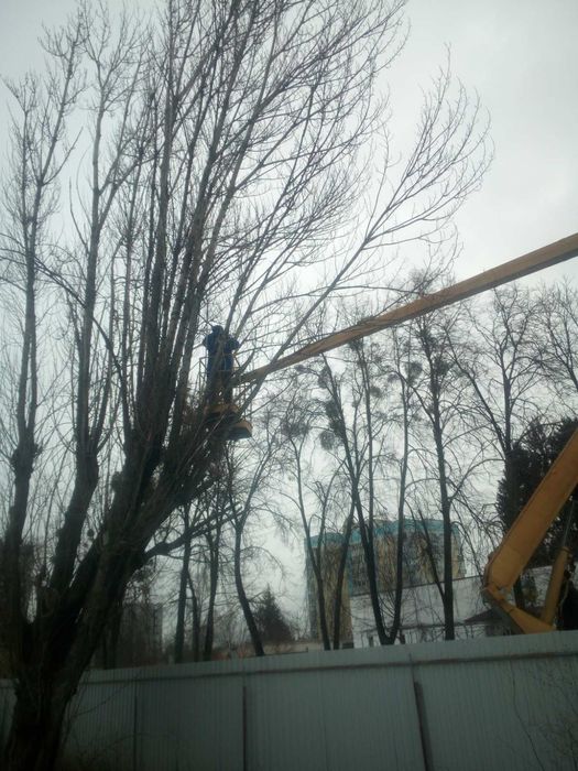 Обрезка деревьев