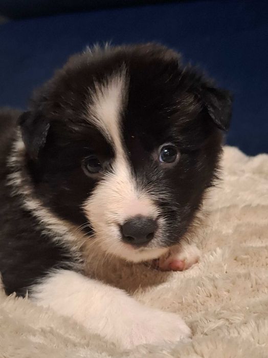 Border Collie Suczka Alice z rodowodem, wychowana w domu