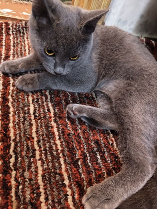 Отдам даром кота
