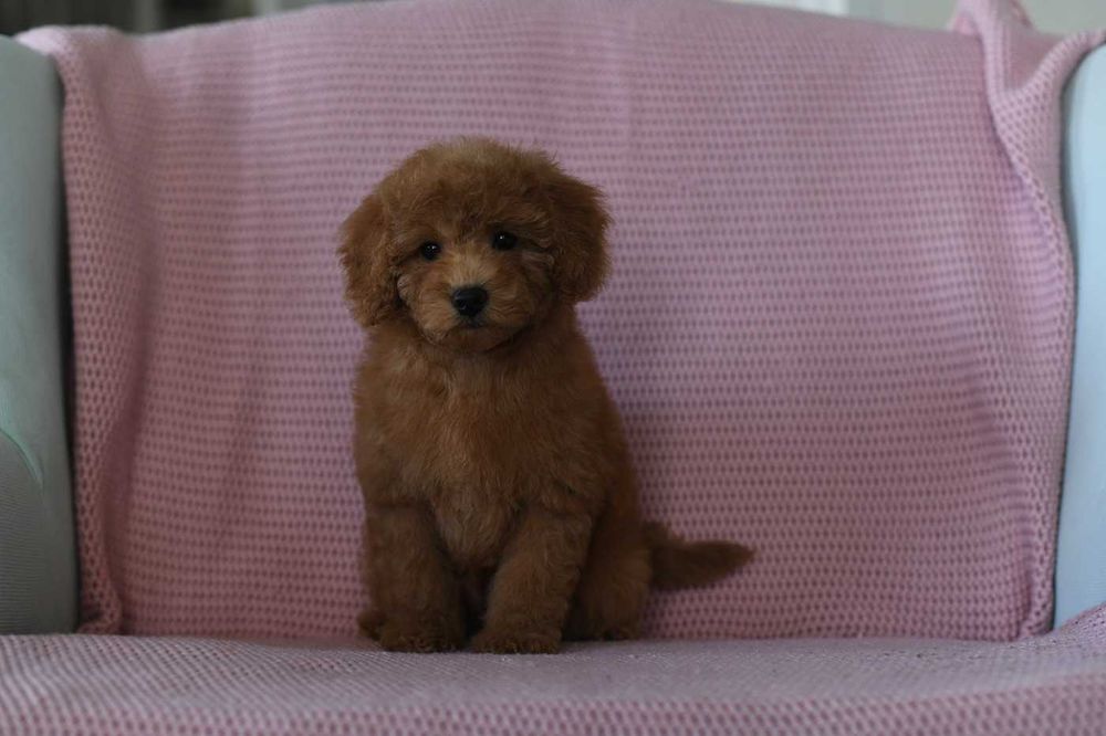 pudel toy/mini-rozkoszna suczka