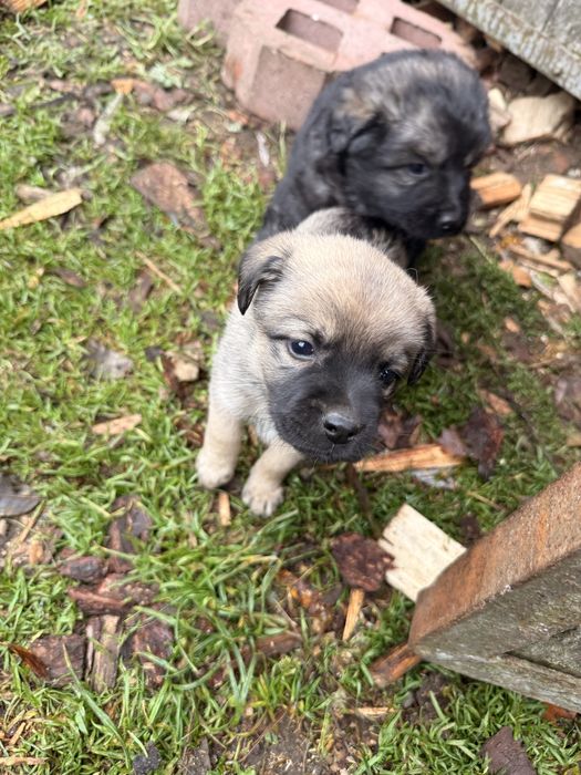 Kundelki szczeniaki szukają domku