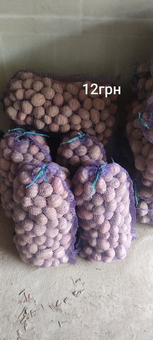 Продаю гарну картошку