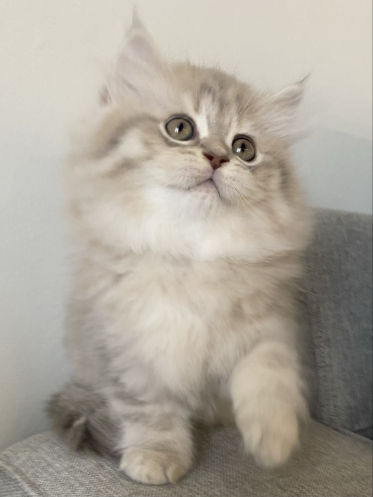 British Longhair