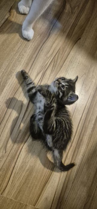 Mam do oddania małego kotka szary kotek