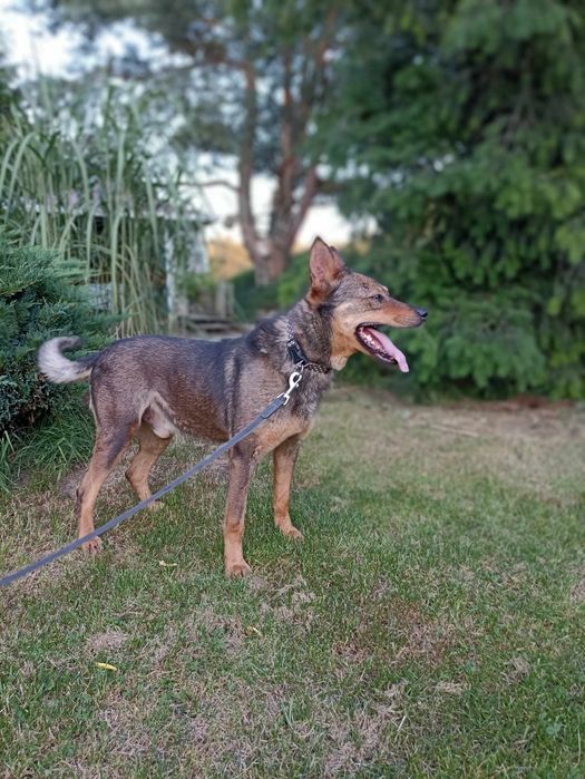 Pies co się cieszy byle czym