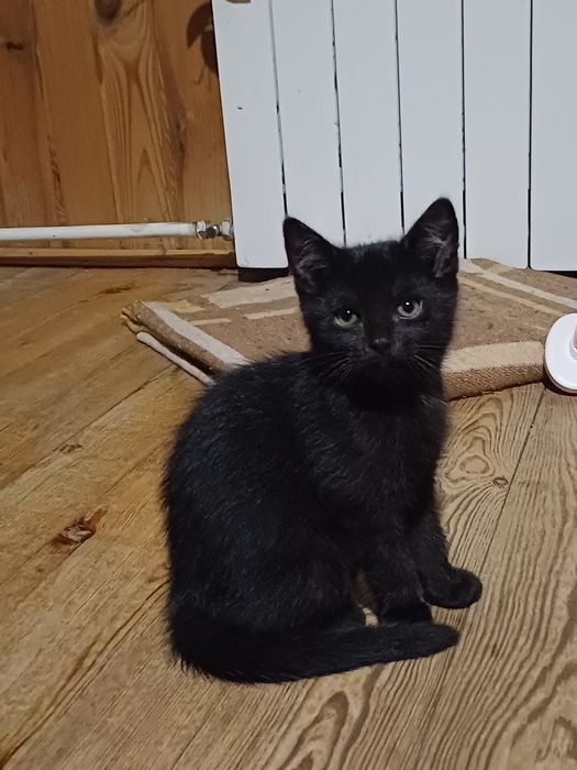 Piękny cały czarny kotek 10 tygodni