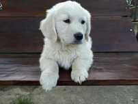 Rodowodowy Golden Retriever 2 miesięczny