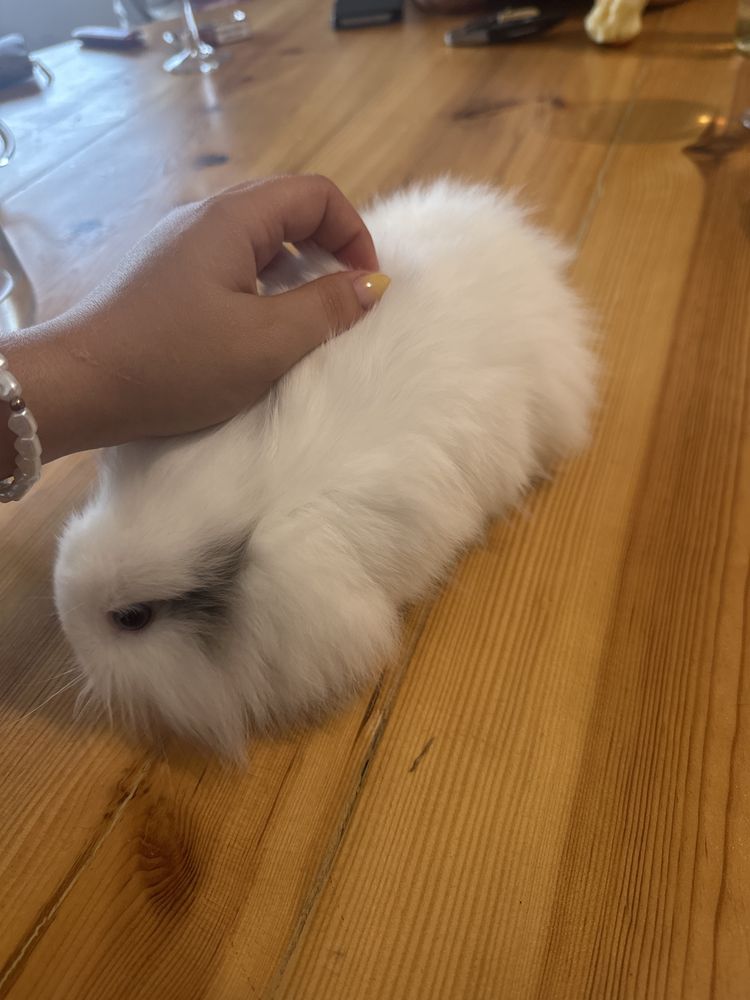 Coelhos bebés branco e preto