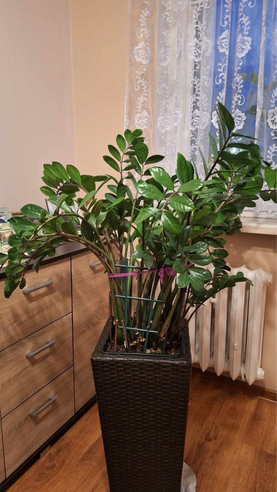 Duży Kwiat zamioculcas