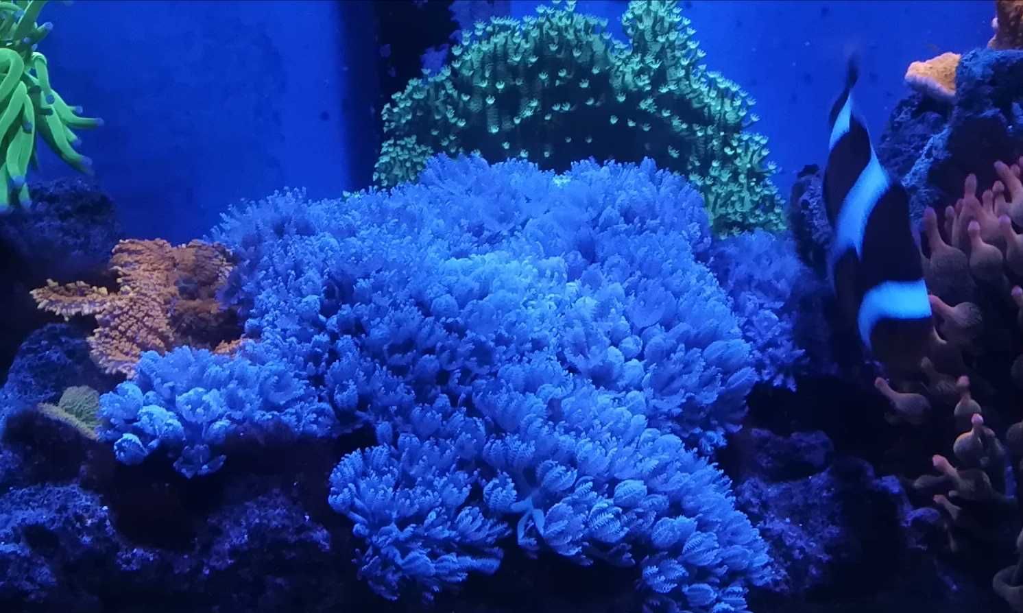 Xenia pulsująca umbellata ( koral , koralowiec , morskie , szczepka )