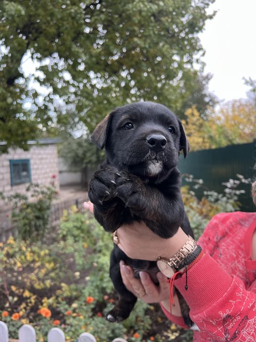 4 хлопчики шукають родину