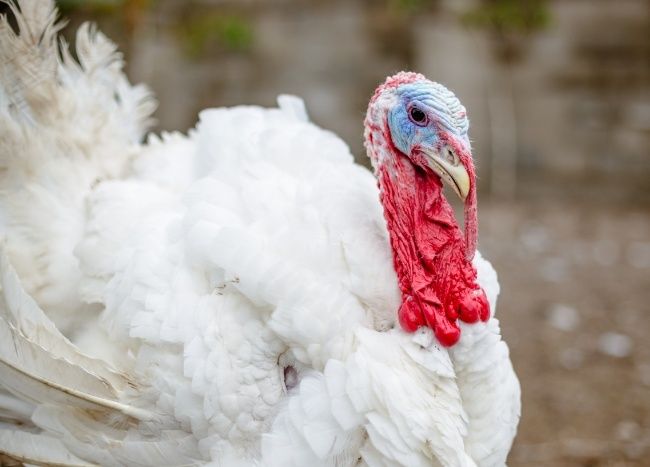 Indyk biały mięsny tuszka