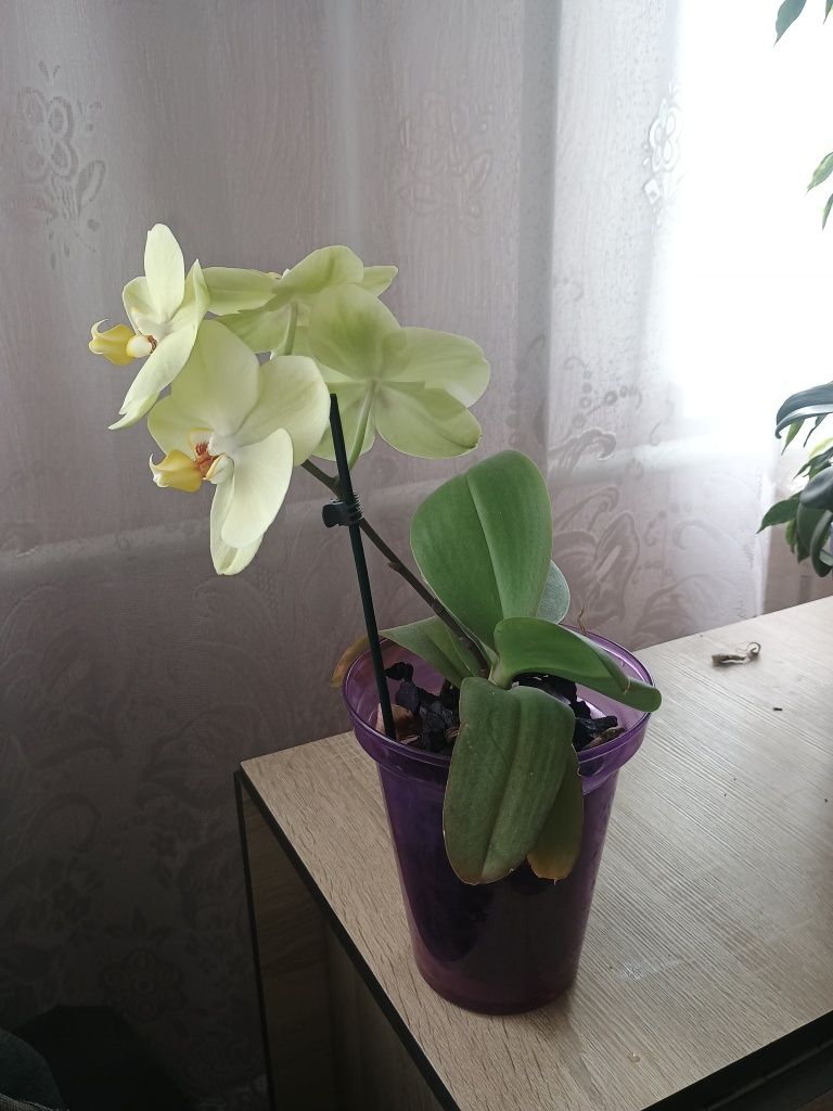 Продам діток орхідей