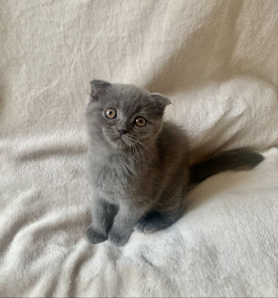 Срочно! шотландские вислоухие котята!