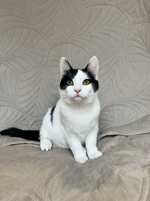 Cudowny Alvinek szuka domku