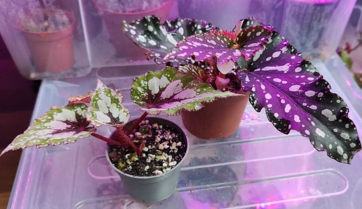 Begonia maculata czarna i Begonia królewska lub Begonia Shepherdii