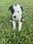 Border collies com 2 meses