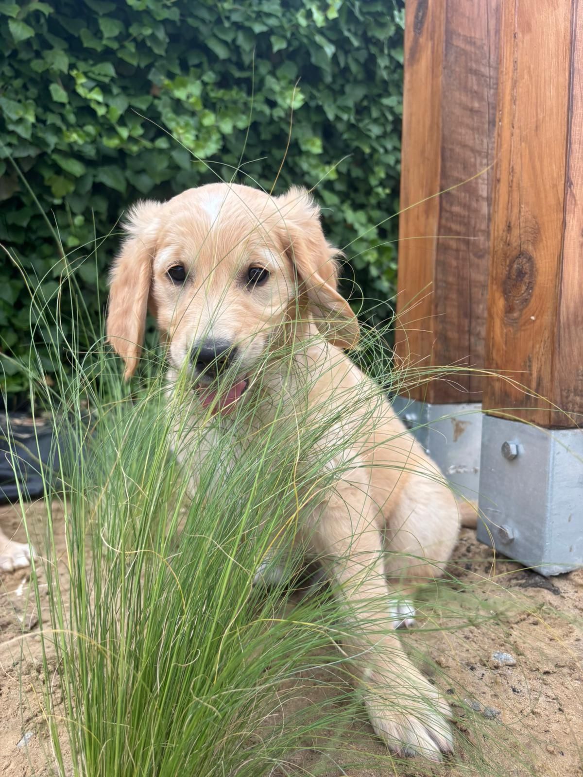 Golden Retriever szczeniak